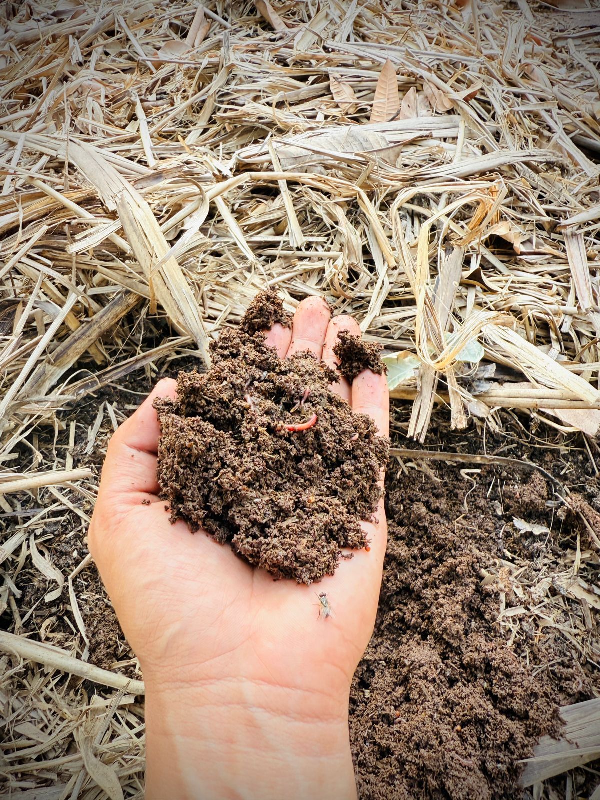 Vermicompost 5 kg - Organic Fertilizer / Manure